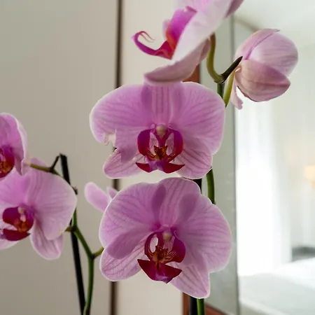 호텔 가브리엘라 3*